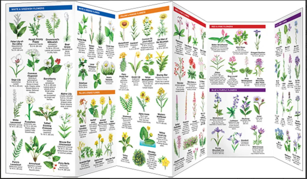 FOLDING POCKET GUIDE WYOMING TREES & WILDFLOWERS